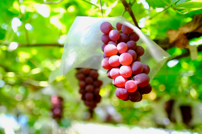 AdobeStock_452144534